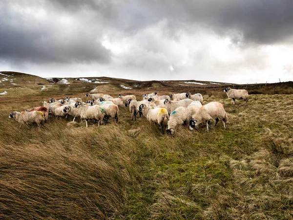 Ovejas Swaledale Invierno Junto Embalse Montañas — Foto de Stock