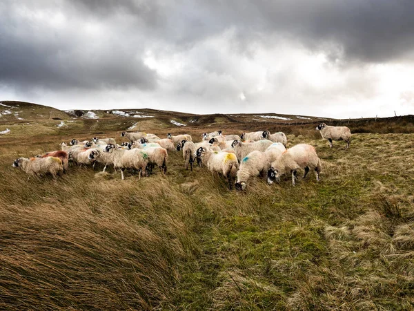 Swaledale Schafe Winter Neben Einem Stausee Und Bergen lizenzfreie Stockbilder