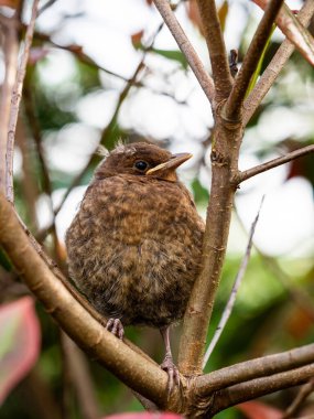 Bir dalda oturan yavru karatavuk (turdus merula)