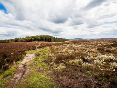 Kuzey Yorkshire bozkırında (Eriophorum vajinatum) tavşan kuyruğu pamuk otu