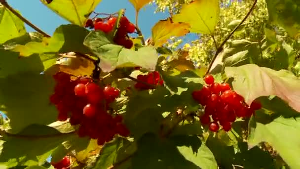 Bush viburnum autumn morning — Stock Video