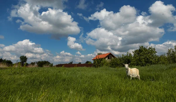 Μια Κατσίκα Milch Ένα Βοσκότοπο Ένα Πράσινο Λιβάδι Φόντο Τον — Φωτογραφία Αρχείου