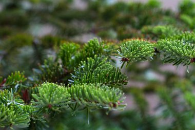 çam dalı makro Noel sezonu