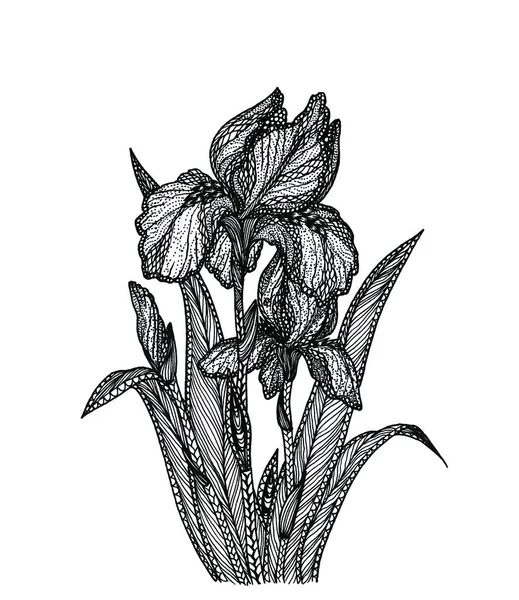 Black White Graphic Illustration Blossom Irises — Stock Photo, Image