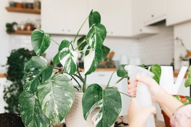 Sevimli 5 yaşındaki kız çocuğu evde bir canavar bitkisine su püskürtüyor..