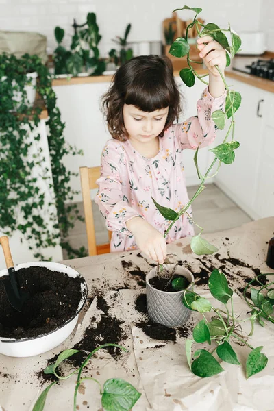 Adorable 5 year child girl is planting a pothos houseplant in pot at home. — Stock Image Adorable Year Child Girl Planting Pothos Houseplant Pot Home Stock Image