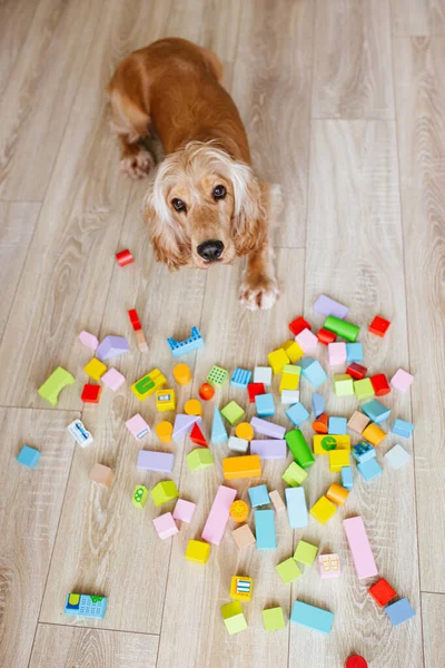 Engelse Cocker Spaniël Hond Liggend Houten Vloer Buurt Van Kleurrijke — Stockfoto