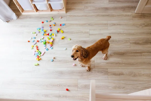 Englischer Cockerspaniel Hund Sauberen Kinderzimmer Bunte Holzbausteine Auf Dem Boden — Stockfoto