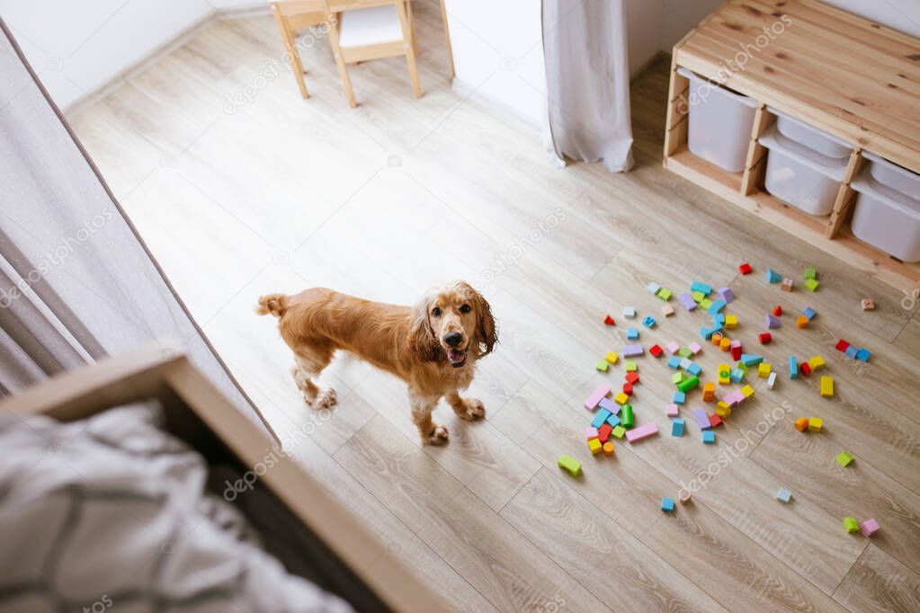 English cocker spaniel dog in clean children room, colorful wooden building blocks on floor. Selective focus