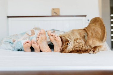 Çocuk ayağı ve yatakta cocker spaneil köpeği. Çocuğun ayakları yatakta. Topuklar ve parmaklar yatakta. Topuklar ve ayaklar. Boşluğu kopyala.