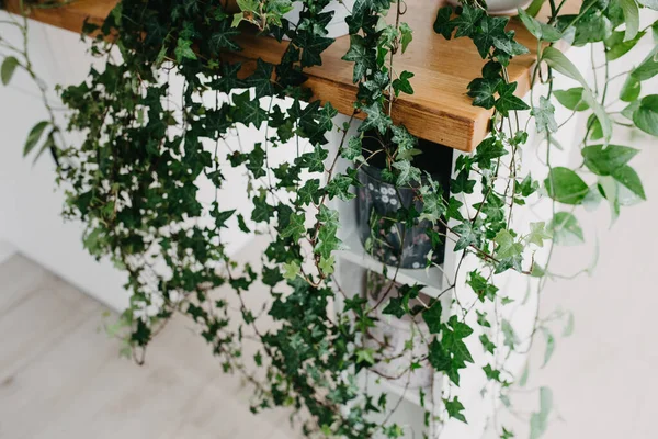 Mutfak masasında bir sürü ev bitkisi var. Yeşil ev şehir ormanı. Seçici odaklı yapraklara yakınlaş