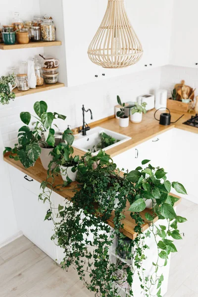 Banyak Houseplants Meja Dapur Hijau Rumah Hutan Perkotaan — Stok Foto