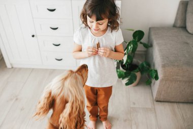 Küçük kız köpek maması tutuyor ve köpeğini evde oturması için eğitiyor.