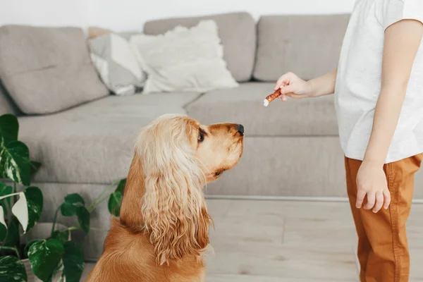 Küçük kız köpek maması tutuyor ve köpeğini evde oturması için eğitiyor.