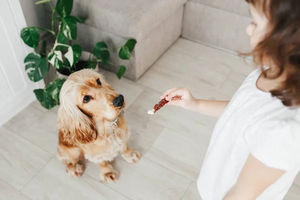 Menina Segurando Comida Lanche Cão Treinando Seu Cão Para Sentar — Fotografia de Stock