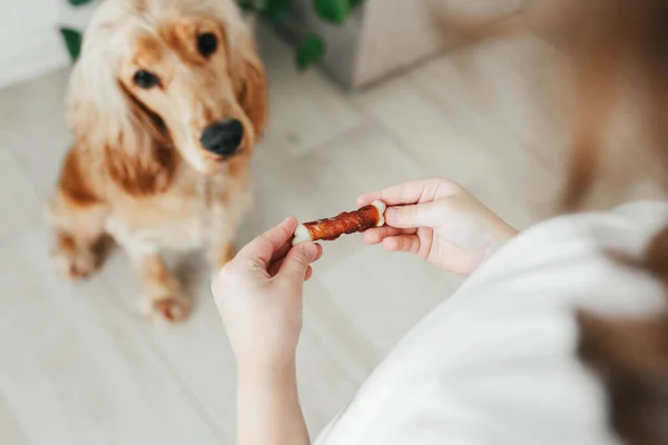 Little Girl Holding Dog Snack Food Training Her Dog Sit — Stock Photo, Image