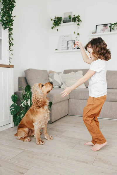 Lille Pige Der Holder Hundemad Træner Sin Hund Derhjemme Hvordan - Stock-foto