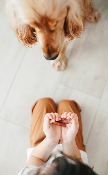 Niña Sosteniendo Manos Perro Bocadillo Comida Cerrar Nariz Cocker Spaniel —  Fotos de Stock