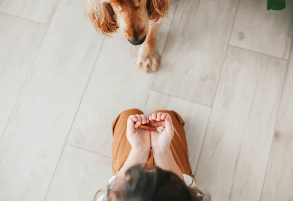 Little Girl Holding Hands Dog Snack Food Close Nose Cocker — Stock Photo, Image