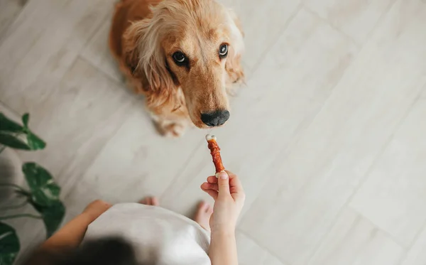 Kleines Mädchen Hält Hundefutter Der Hand Und Trainiert Ihren Hund — Stockfoto