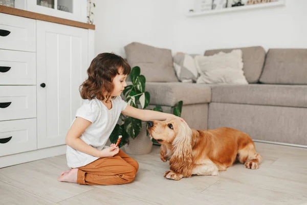 Lille Pige Der Holder Hundemad Træner Sin Hund Til Ligge - Stock-foto