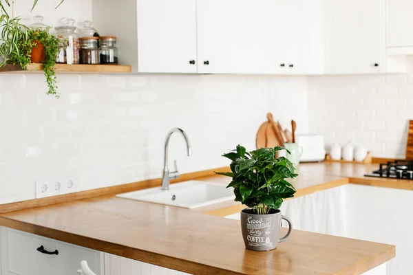 İskandinav usulü, beyaz, basit, u şeklinde mutfak manzarası, mutfak detayları, ahşap masa üzerindeki kahve ağacı bitkisi, beyaz seramik tuğla duvar arka planı