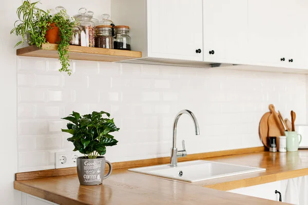 View on white simple modern kitchen in scandinavian style, kitchen details, coffee tree plant on wooden table, white ceramic brick wall background