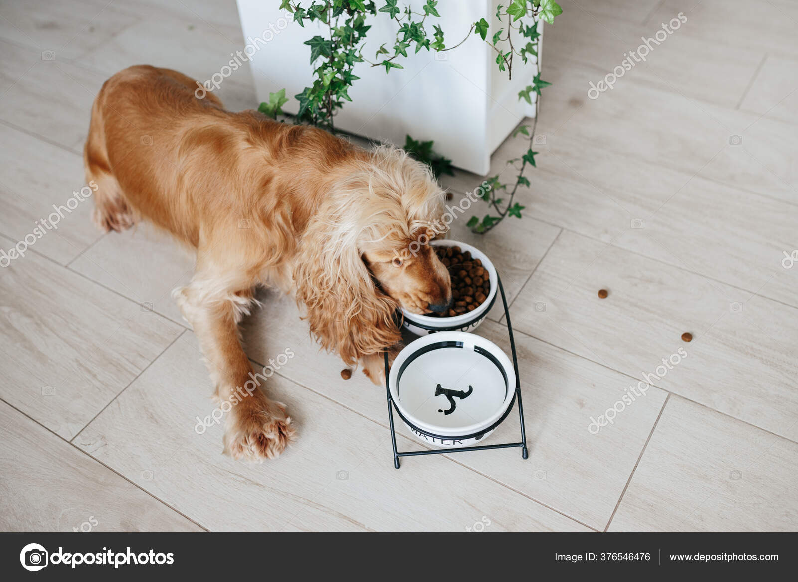 cocker spaniel drinking bowl