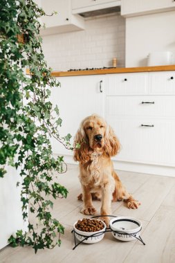 İngiliz cocker spaniel köpek yemek için bekliyor, seramik kaseden yemek yiyor.