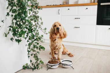 İngiliz cocker spaniel köpek yemek için bekliyor, seramik kaseden yemek yiyor.