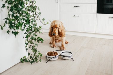 İngiliz cocker spaniel köpek yemek için bekliyor, seramik kaseden yemek yiyor.