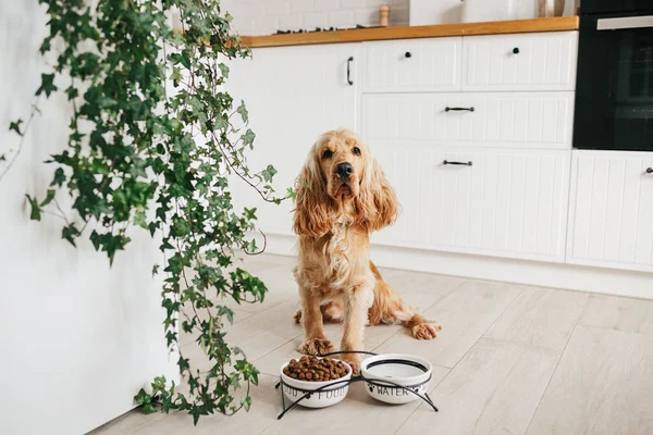 Englischer Cockerspaniel Hund Wartet Der Küche Hause Auf Futter Aus — Stockfoto