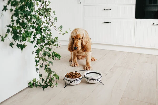 Englischer Cockerspaniel Hund Wartet Der Küche Hause Auf Futter Aus — Stockfoto