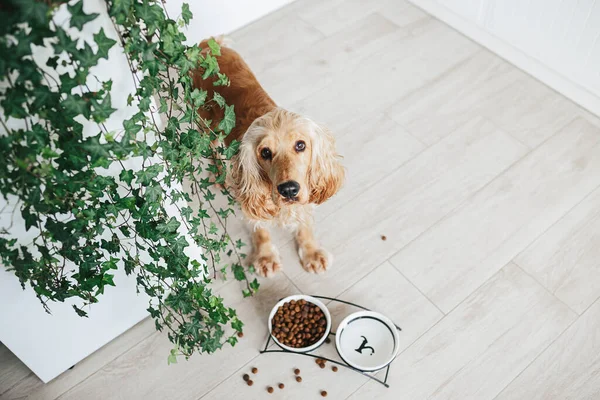 Englischer Cockerspaniel Hund Wartet Der Küche Hause Auf Futter Aus — Stockfoto