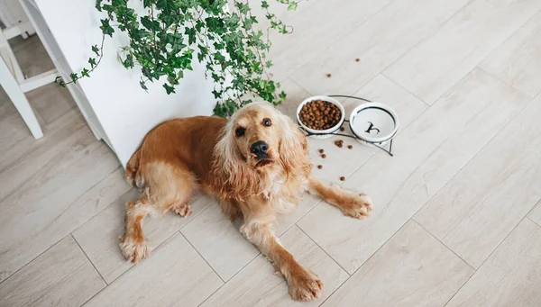 Englischer Cocker Spaniel Hund Frisst Futter Aus Keramikschale Auf Der — Stockfoto