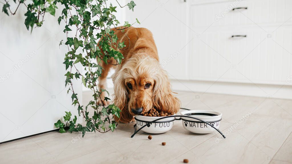 English cocker spaniel dog eating food from ceramic bowl on the floot in the kitchen home