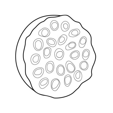 Siyah Lotus tohumları Beyaz Arkaplanda izole edilmiş. Vektör illüstrasyonu.