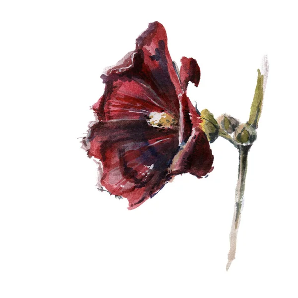 Ručně tažené akvarel sléz květ ilustrace, akvarel — Stock fotografie