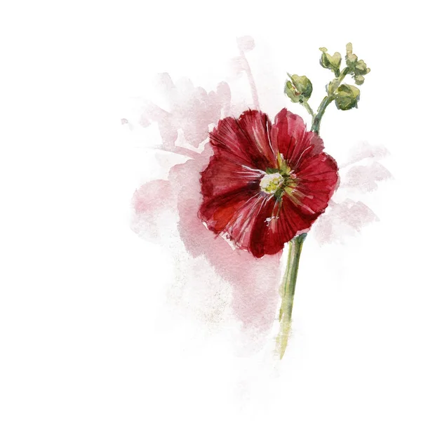 Ručně tažené sléz květ, akvarel letní pozadí — Stock fotografie