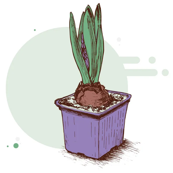 Ručně kreslené ilustrace Hyacinth, květinové prvek pro návrh — Stockový vektor