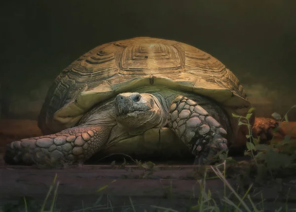 Schildkröte Tortilla Seinem Gemütlichen Haus Behält Den Goldenen Schlüssel Erwartung — Stockfoto