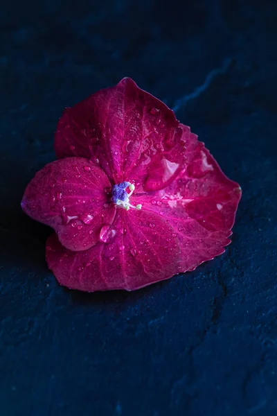 Purple hydrangea flower, macro, isolated, with waterdrops, top view