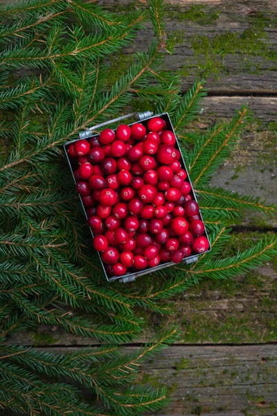 Fresh cranberry on natural moss wooden background with fir-tree branches