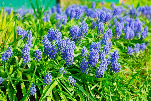 Tender blue muscari flowers in the daylight