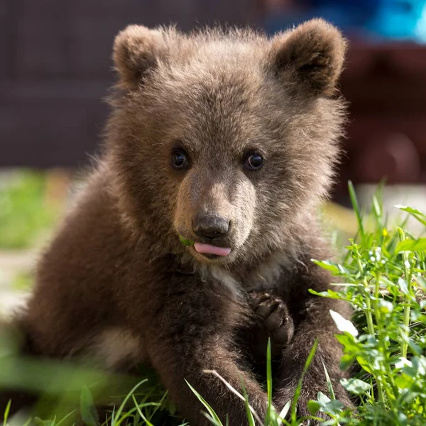 Cute Baby Bear Tver Region Russia — Stock Photo, Image