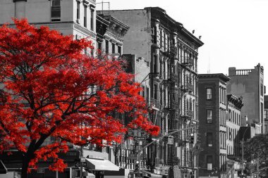 Siyah ve beyaz New York şehir sokak üzerinde kırmızı ağaç