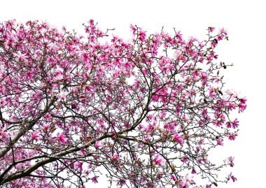 Mavi gökyüzü arka plan bahar çiçekleri