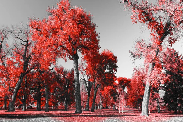 Red Forest in zwart-wit — Stockfoto