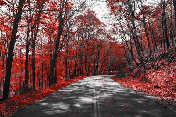Highway through red fall trees in black and white landscape