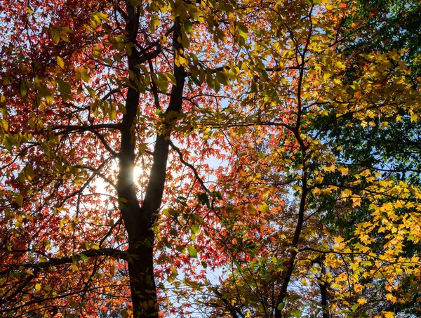 Zonlicht door kleurrijke herfst bladeren in Central Park New York — Stockfoto